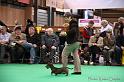 Crufts2011_2 1299